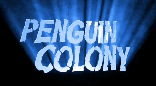 Penguin Colony